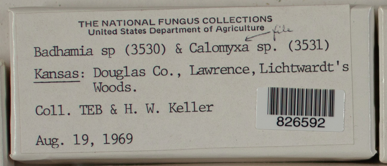 Calomyxa thumbnail
